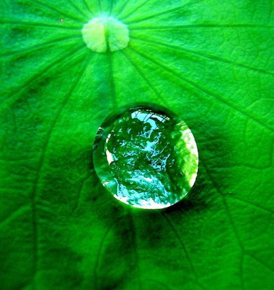 a water drop on a leaf